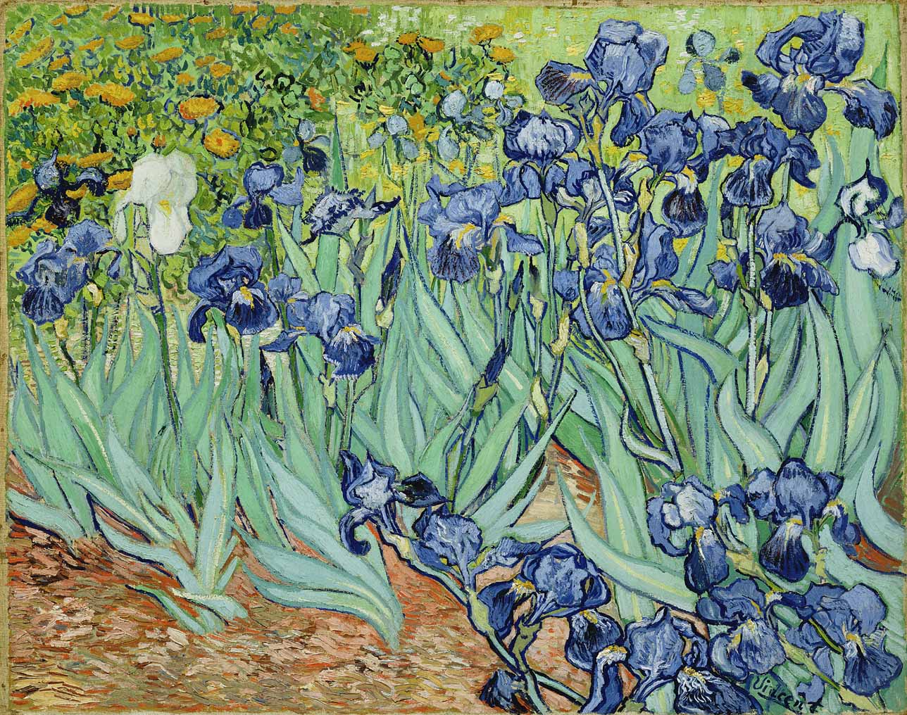 Vincent Van Gogh Irises